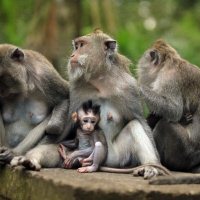 Apen nabij Ubud